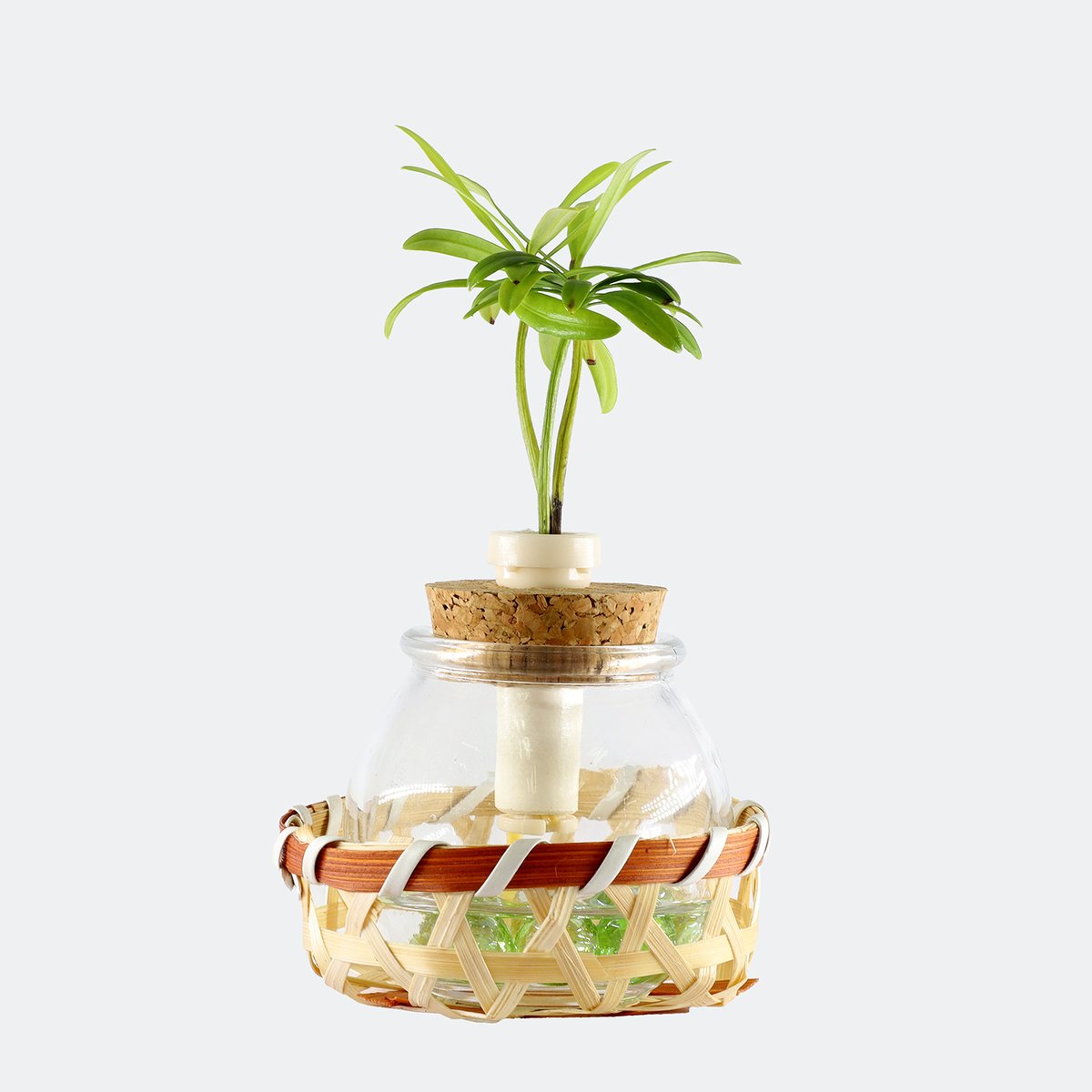 槇(マキ)の木」と『タマビン』1個 『籐籠付き』 | G−STICK