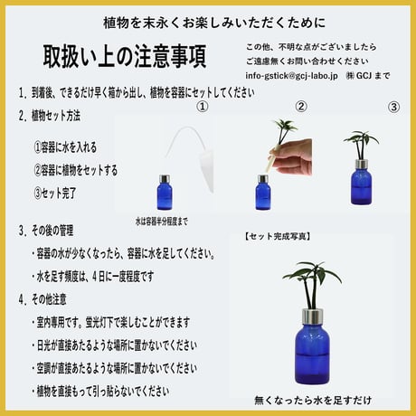 【G-STICK】 観葉植物 マキの木（槇 慈愛/色褪せぬ恋） Earth Bottle - Roumd｜セラミック栽培（土なし・自動給水）｜水やり簡単 インテリアグリーン