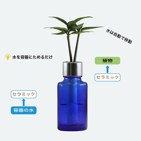 【G-STICK】 観葉植物 マキの木（槇 慈愛/色褪せぬ恋） Earth Bottle - Oval｜セラミック栽培（土なし・自動給水）｜水やり簡単 インテリアグリーン
