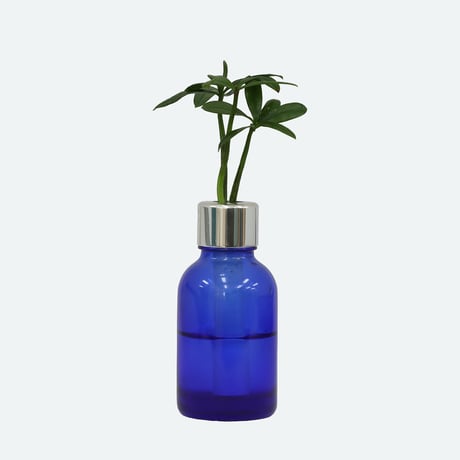 【G-STICK】 観葉植物 マキの木（槇 慈愛/色褪せぬ恋） Earth Bottle - Roumd｜セラミック栽培（土なし・自動給水）｜水やり簡単 インテリアグリーン