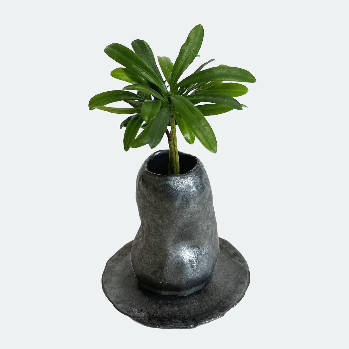 槇(マキ)の木」と「くぼみ鉢」 | G−STICK