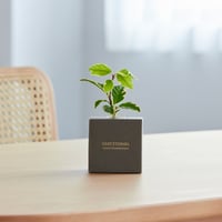 VERT ÉTERNEL 【Ash Box】Yamatachibana -山橘-