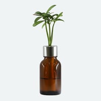 【G-STICK】 観葉植物 マキの木（槇 慈愛/色褪せぬ恋） Earth Bottle - Roumd｜セラミック栽培（土なし・自動給水）｜水やり簡単 インテリアグリーン