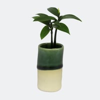 「梛(ナギ)の木」と「円筒水盆器　竹」