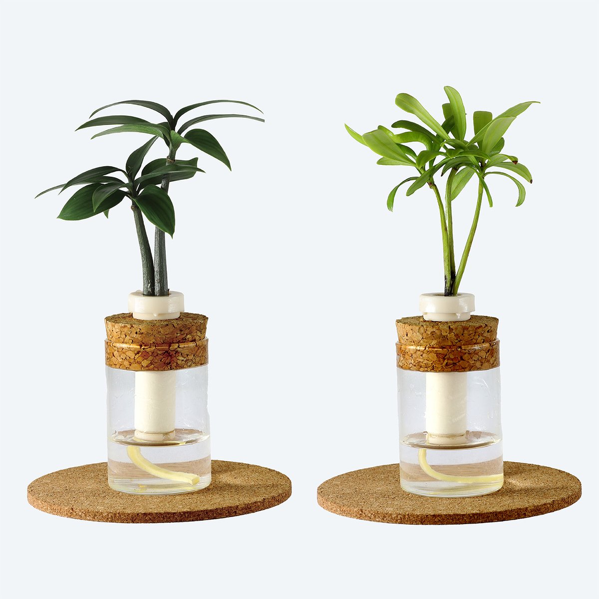 梛(ナギ)の木」「槇(マキ)の木」と『理系ガラス瓶』2個 | G−STICK