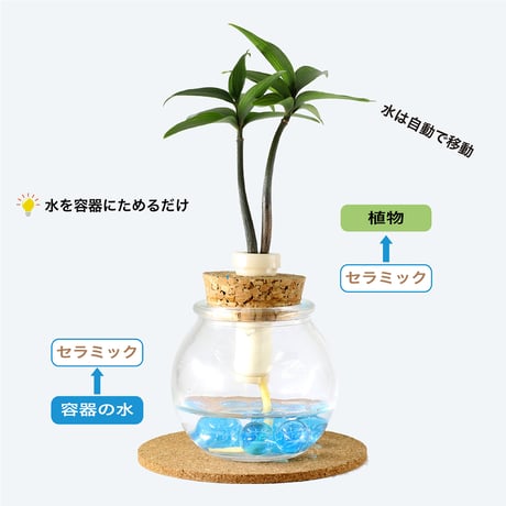 「梛(ナギ)の木」「槇(マキ)の木」と『タマビン』 2個