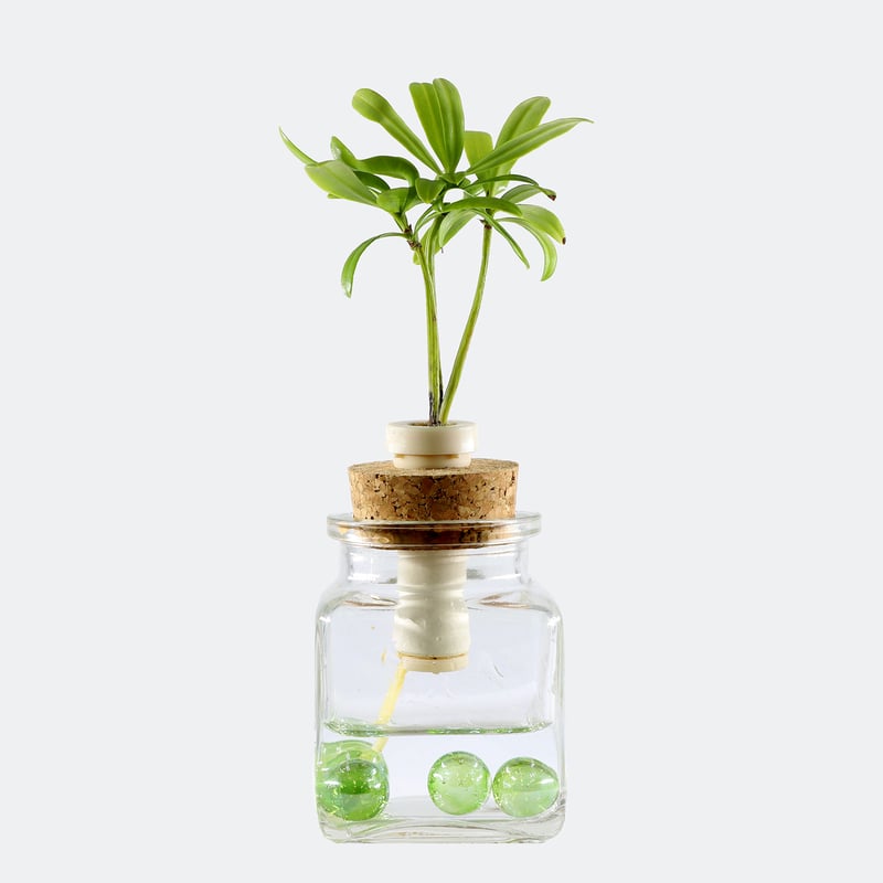 槇(マキ)の木」と『カクビン』 1個 | G−STICK