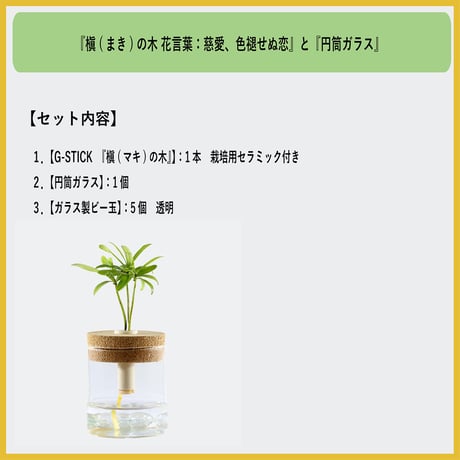 「槇(マキ)の木」と『円筒ガラス瓶』1個