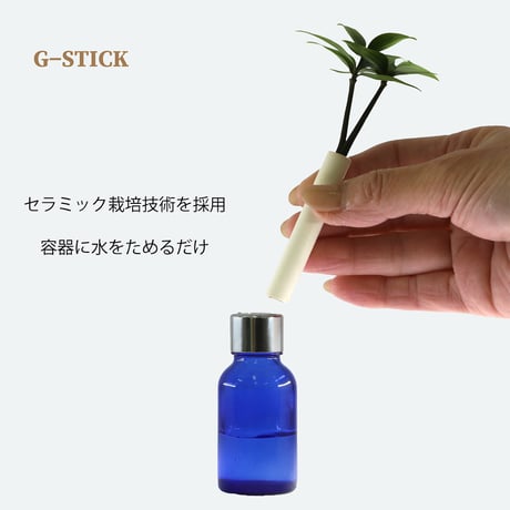 【G-STICK】 観葉植物 マキの木（槇 慈愛/色褪せぬ恋） Earth Bottle - Roumd｜セラミック栽培（土なし・自動給水）｜水やり簡単 インテリアグリーン