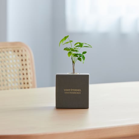 VERT ÉTERNEL 【Ash Box】Nanten -南天-