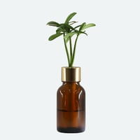 【G-STICK】 観葉植物 マキの木（槇 慈愛/色褪せぬ恋） Earth Bottle - Roumd｜セラミック栽培（土なし・自動給水）｜水やり簡単 インテリアグリーン