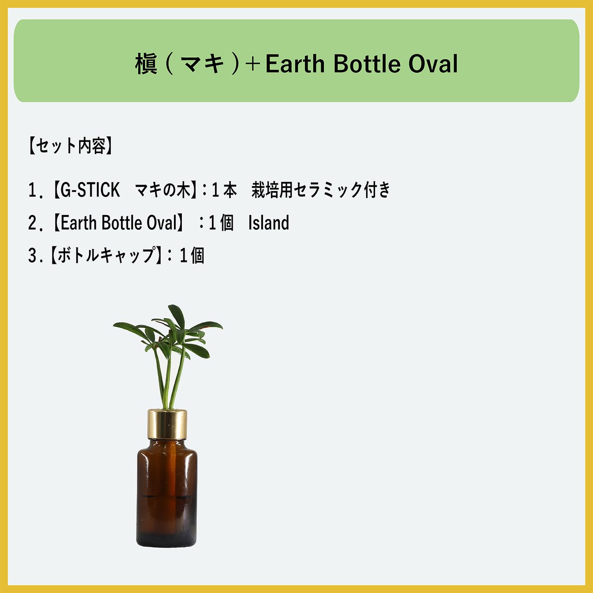 G-STICK】 観葉植物 マキの木（槇 慈愛/色褪せぬ恋） Earth Bottle -