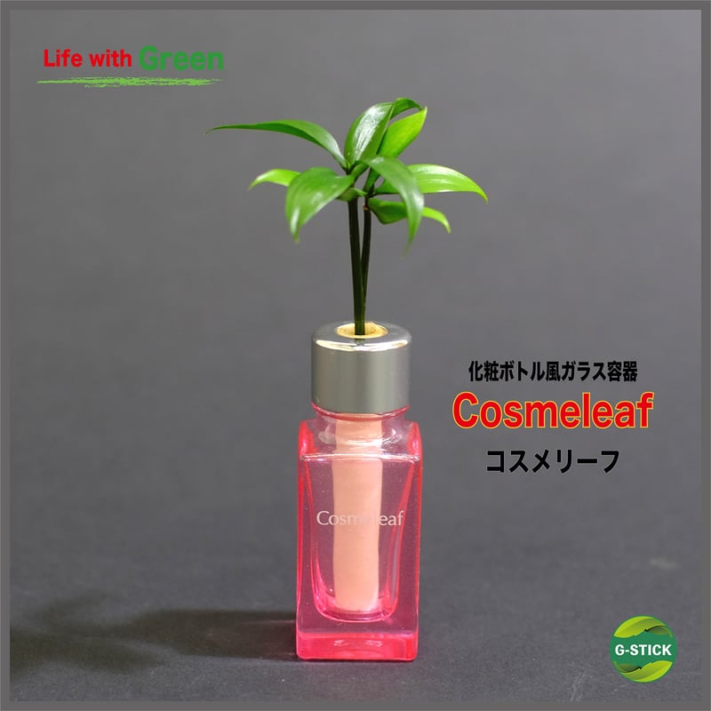 まきの木 まきの木 槇の木 マキの木