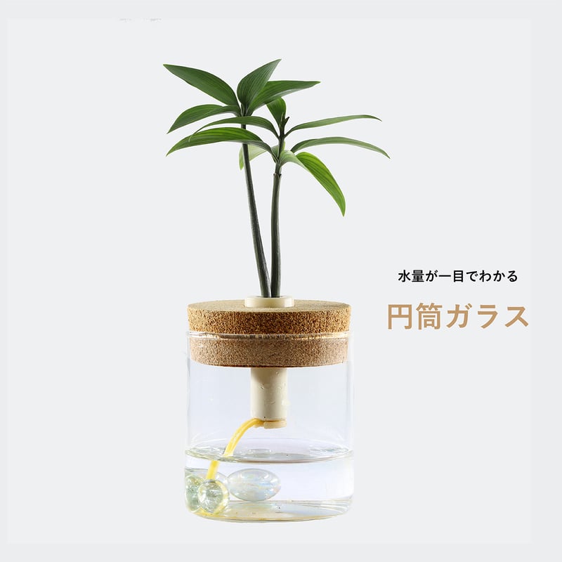 槇(マキ)の木」と『円筒ガラス瓶』1個 | G−STICK