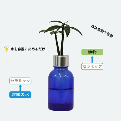 【G-STICK】 観葉植物 マキの木（槇 慈愛/色褪せぬ恋） Earth Bottle - Roumd｜セラミック栽培（土なし・自動給水）｜水やり簡単 インテリアグリーン