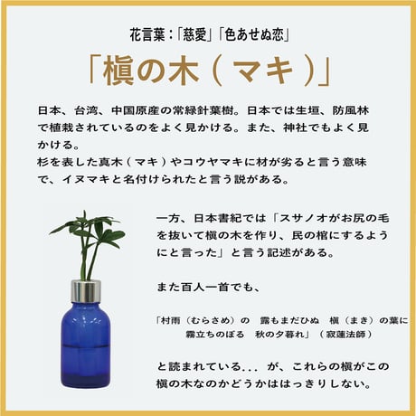 【G-STICK】 観葉植物 マキの木（槇 慈愛/色褪せぬ恋） Earth Bottle - Roumd｜セラミック栽培（土なし・自動給水）｜水やり簡単 インテリアグリーン