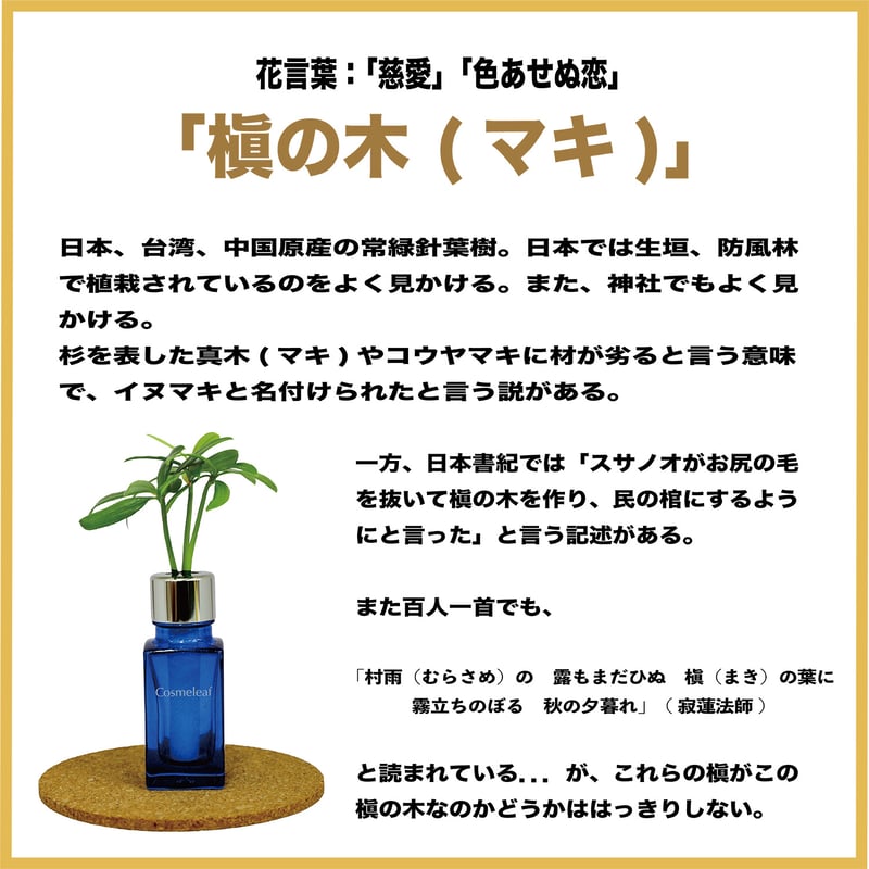 まきの木 マキ 木。イヌマキ ラカンマキ