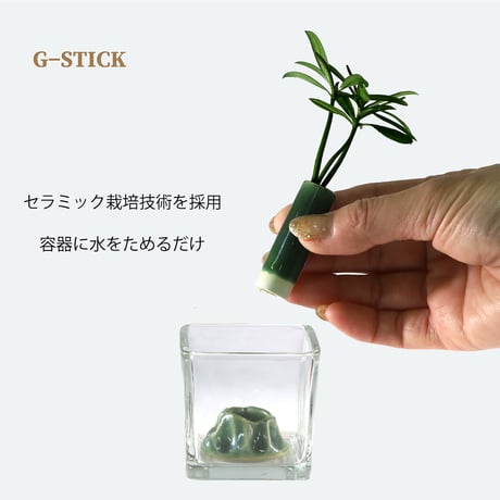 【スタンド型 "G-STICK" AQUA】「良縁を結ぶ ご神木 梛 (なぎ) の木」＋ガラス製「キューブベース オーロラ」【AQUA】【土なし 清潔 水やり簡単 G-STICK】