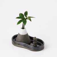 「梛(ナギ)の木」と「富士」