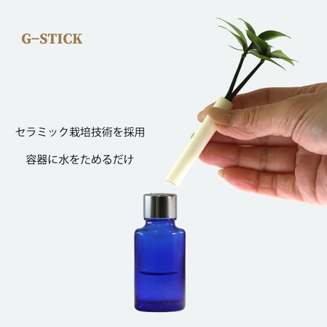 【G-STICK】 観葉植物 マキの木（槇 慈愛/色褪せぬ恋） Earth Bottle - Oval｜セラミック栽培（土なし・自動給水）｜水やり簡単 インテリアグリーン