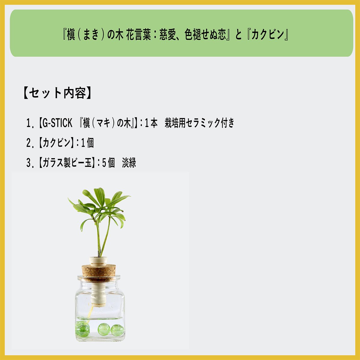 槇(マキ)の木」と『カクビン』 1個 | G−STICK