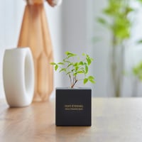 VERT ÉTERNEL 【Black Box】Nanten -南天-
