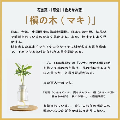 「槇(マキ)の木」と『ミニボトル』 1個