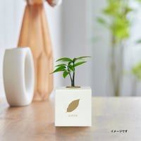 【ノベルティ・記念品に】ロゴ・メッセージ入れ　VERT ÉTERNEL【White Box】 Nagi -梛-　100個セット
