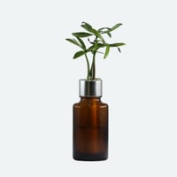 【G-STICK】 観葉植物 マキの木（槇 慈愛/色褪せぬ恋） Earth Bottle - Oval｜セラミック栽培（土なし・自動給水）｜水やり簡単 インテリアグリーン