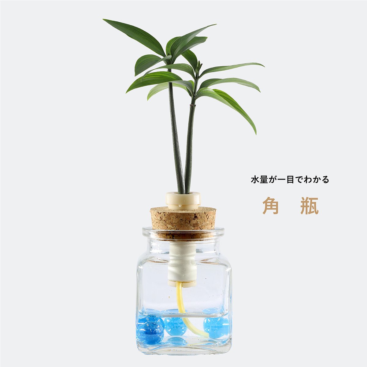 槇(マキ)の木」と『カクビン』 1個 | G−STICK