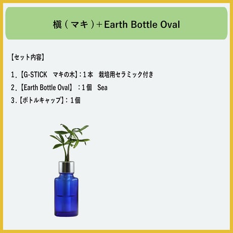 【G-STICK】 観葉植物 マキの木（槇 慈愛/色褪せぬ恋） Earth Bottle - Oval｜セラミック栽培（土なし・自動給水）｜水やり簡単 インテリアグリーン