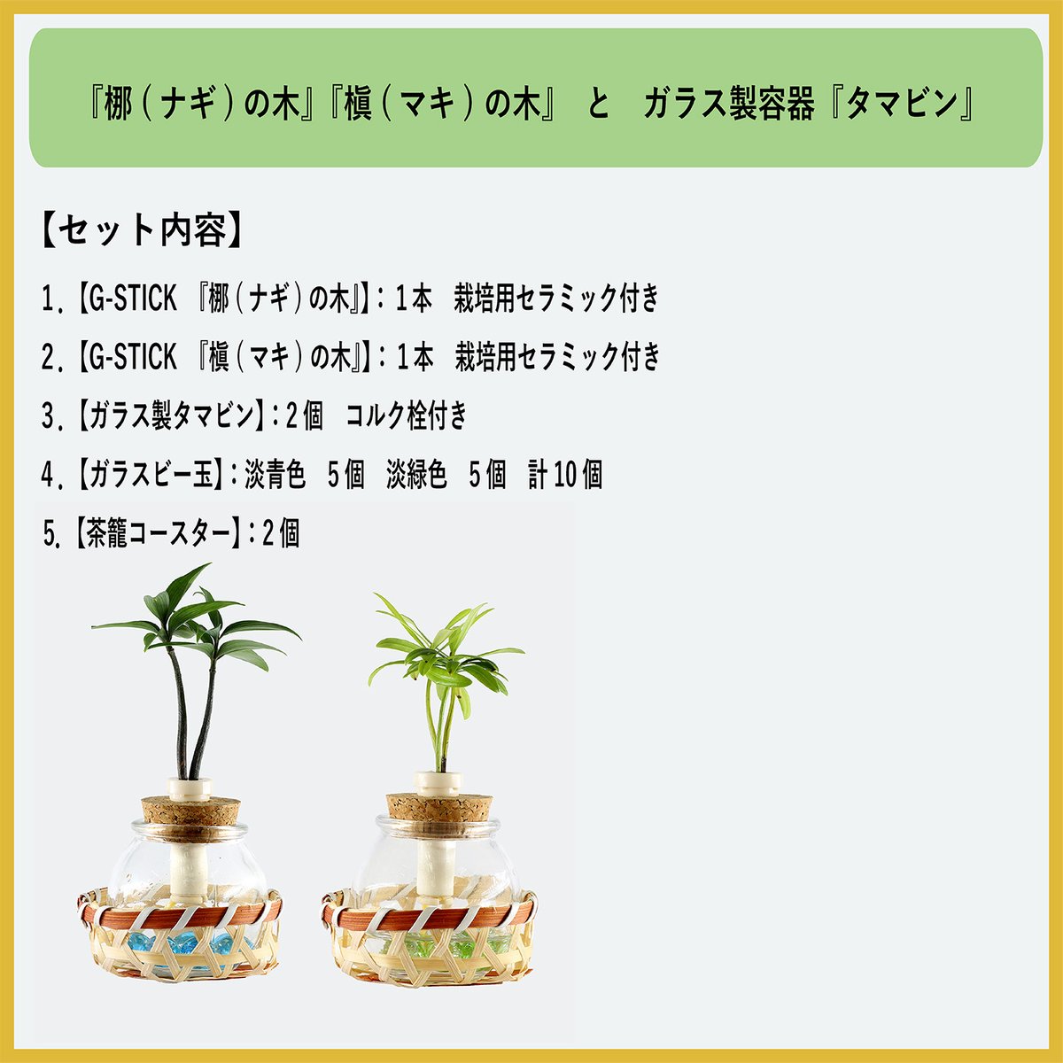 マキの木② 槇の木（ラカンマキ・イヌマキ） | 取扱樹木 | 稲沢市の愛知農園