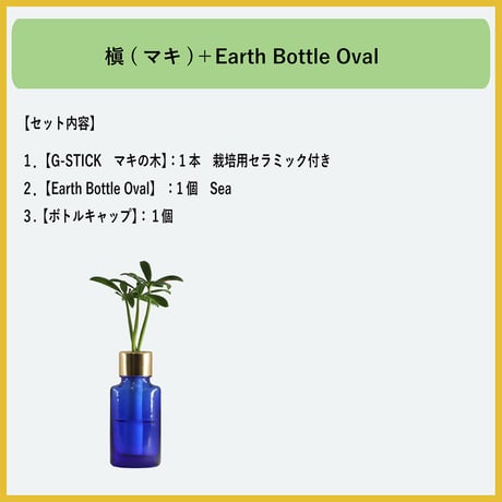 【G-STICK】 観葉植物 マキの木（槇 慈愛/色褪せぬ恋） Earth Bottle - Oval｜セラミック栽培（土なし・自動給水）｜水やり簡単 インテリアグリーン