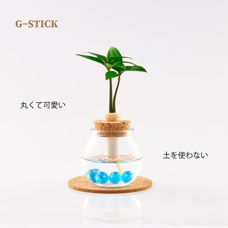 「梛(ナギ)の木」「槇(マキ)の木」と『タマビン』 2個