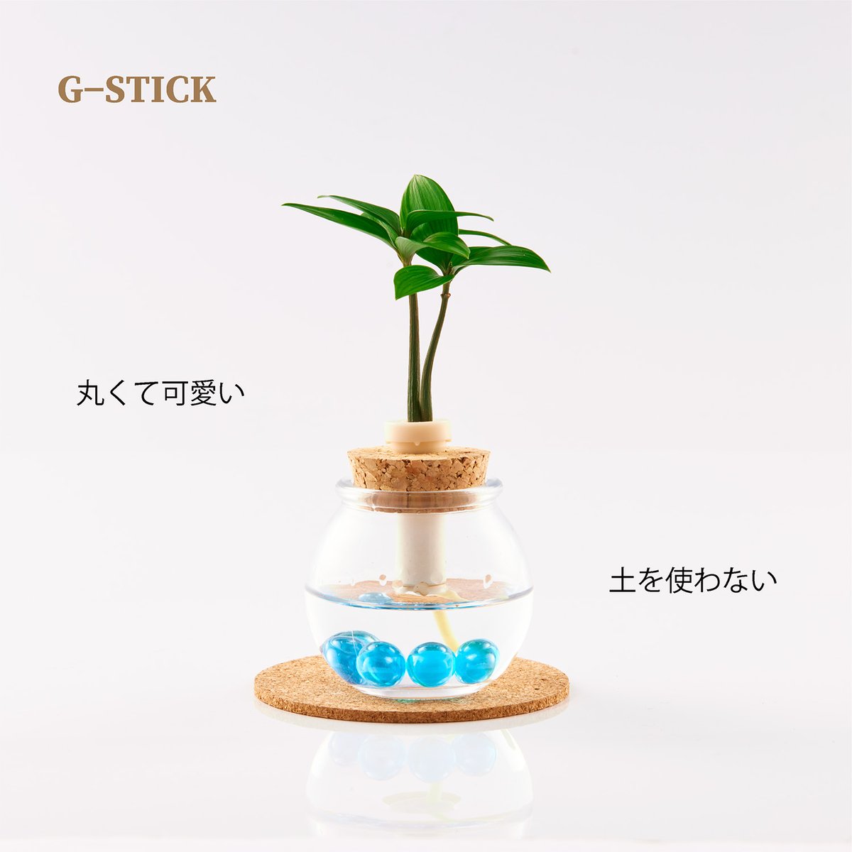 マキの木② fit=scale-down,w=1200