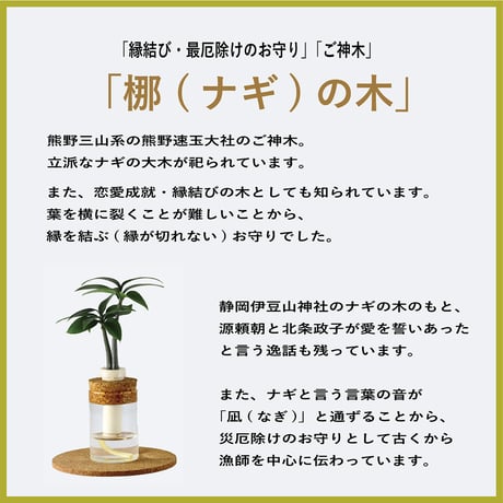 「梛(ナギ)の木」と『理系ガラス瓶』２個