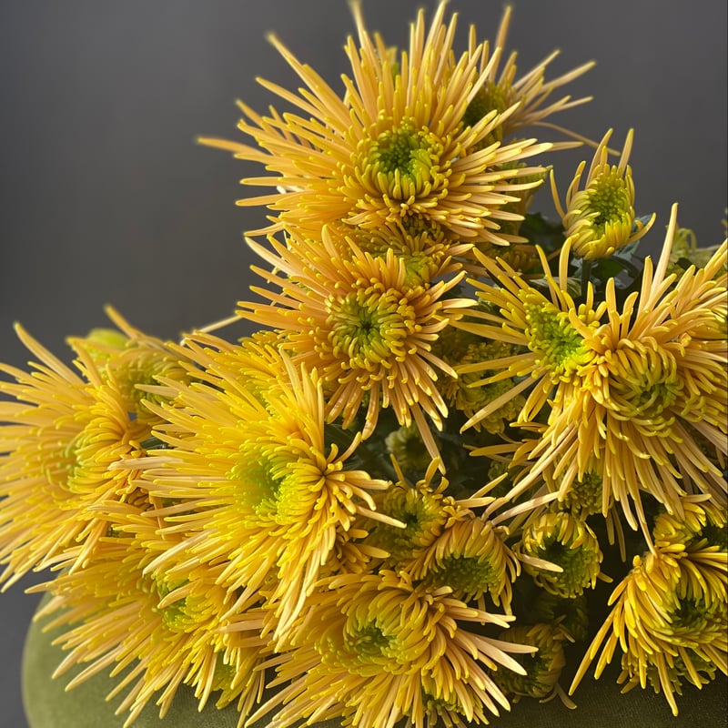 菊 3種貼り、U、P、Uの贈呈帳よりカットの品 菊 3