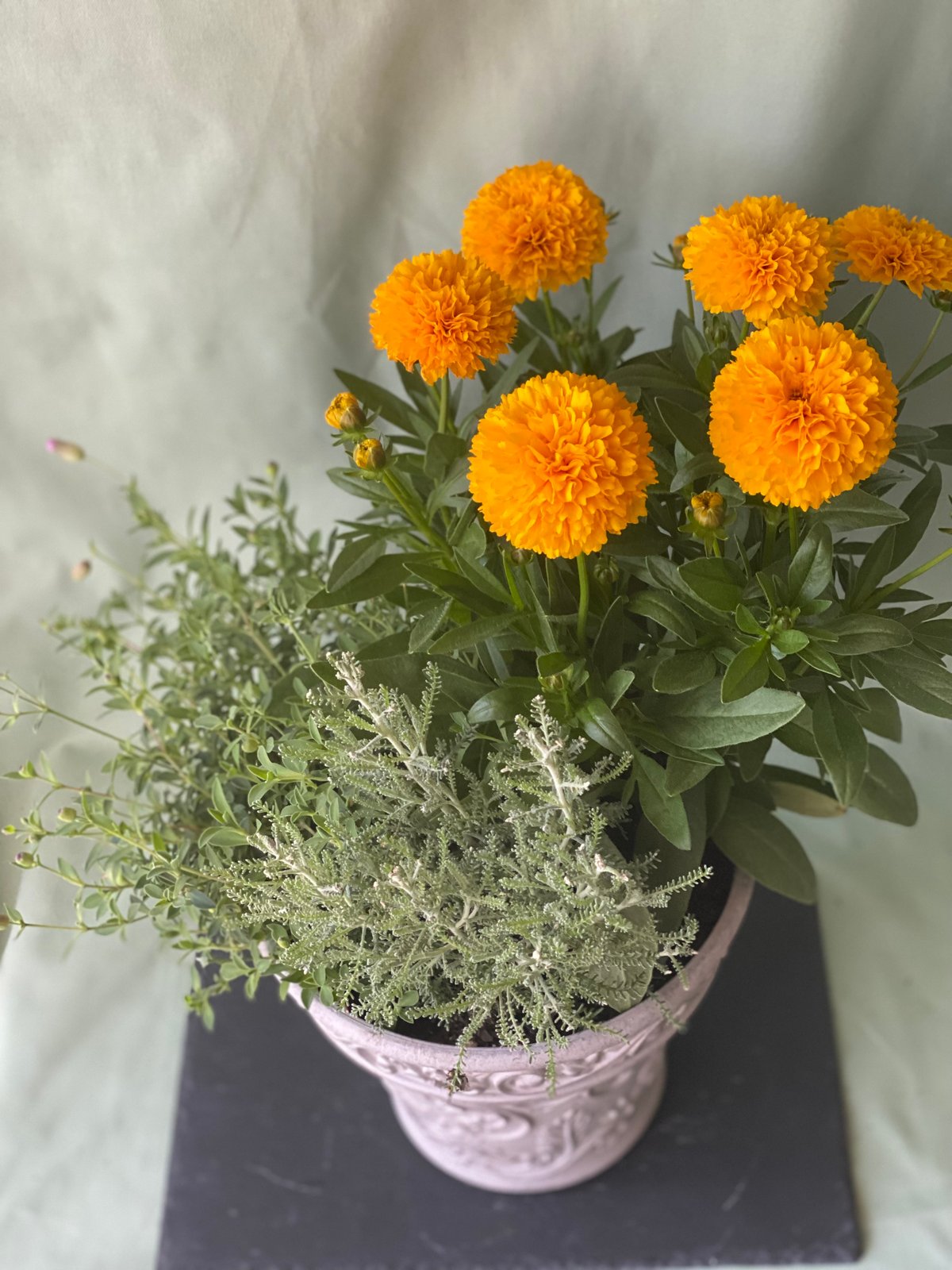 感謝SALE!もりもりミモザのリース　26㎝　銀葉アカシア　花かんざし　春 感謝SALE!もりもりミモザのリース 26㎝ 銀葉アカシア 花かんざし 春 No