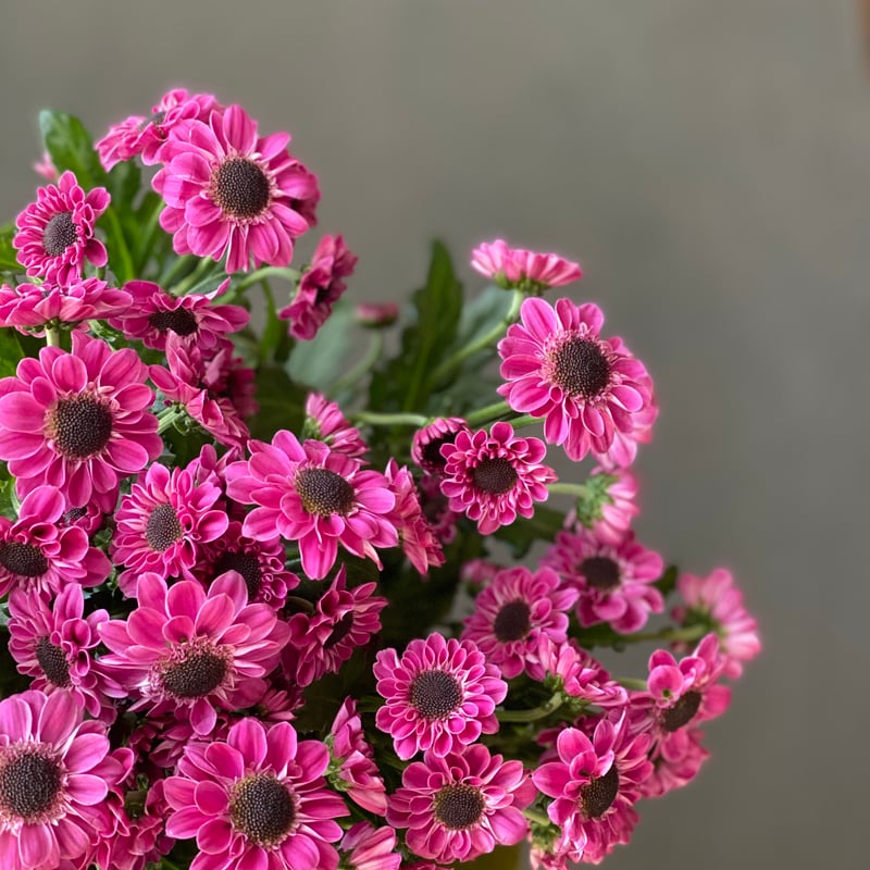 CATEGORY 受注商品 | noix