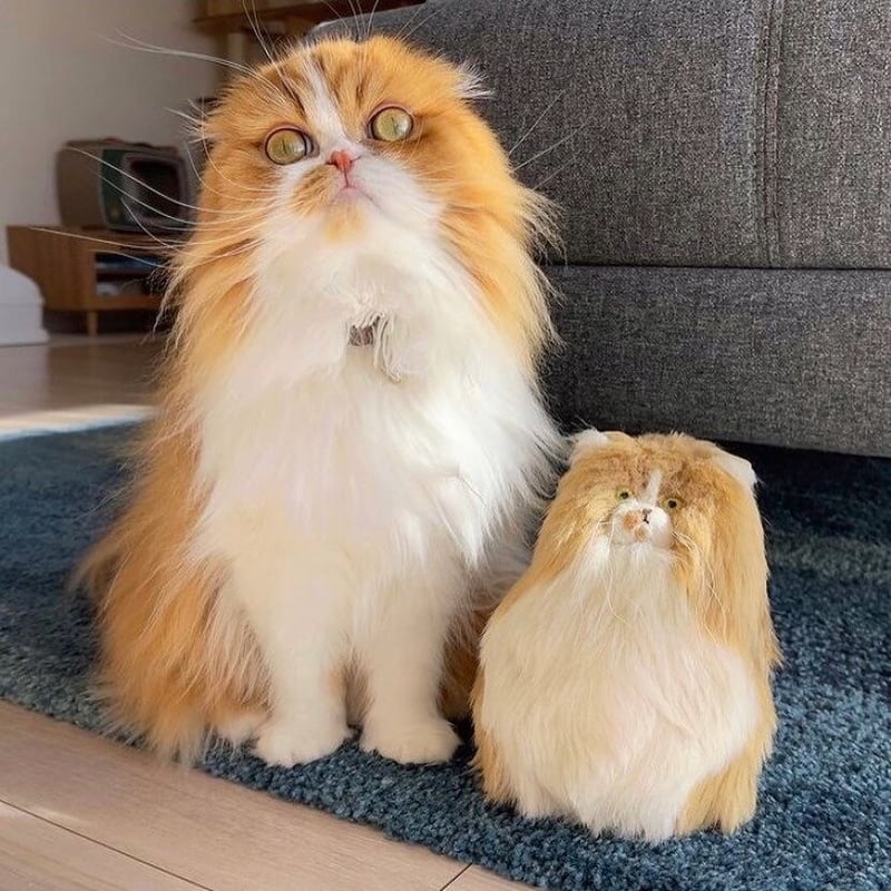 うちの子ぬいぐるみ【オーダーメイド】 | korokurokoubou's STORE