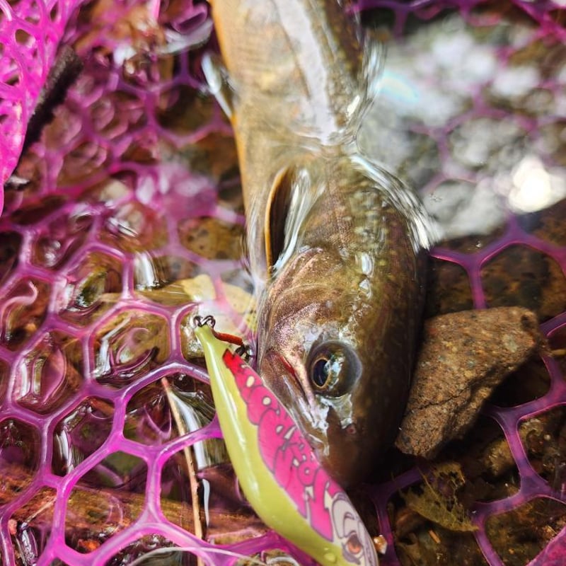 バルサミノーking50s 限定コラボ 第一弾 | J＆TROUT