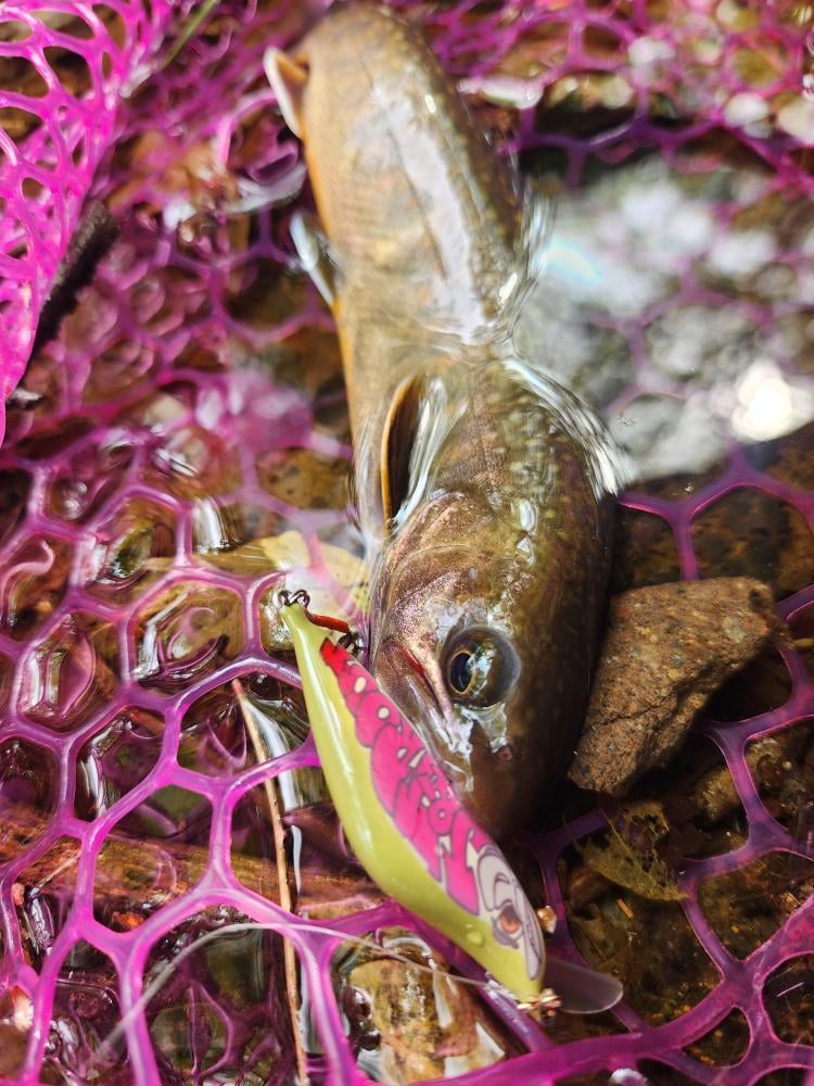 バルサミノー8個セット バルサミノーking50s 限定コラボ 第一弾 | J＆TROUT