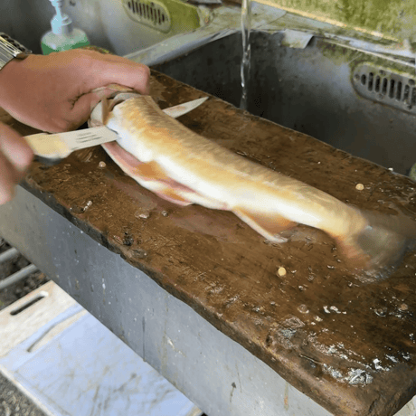 フィレナイフ