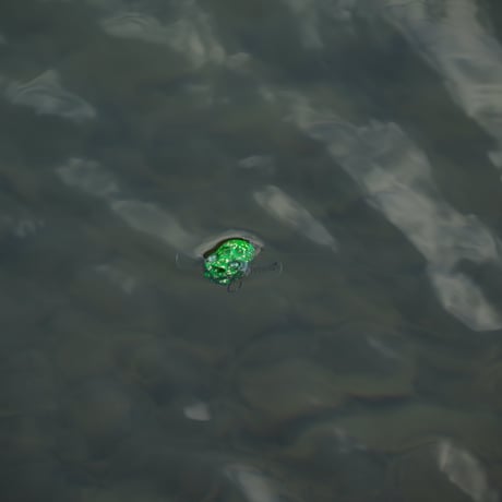 蟲たちの宴 (バジル)