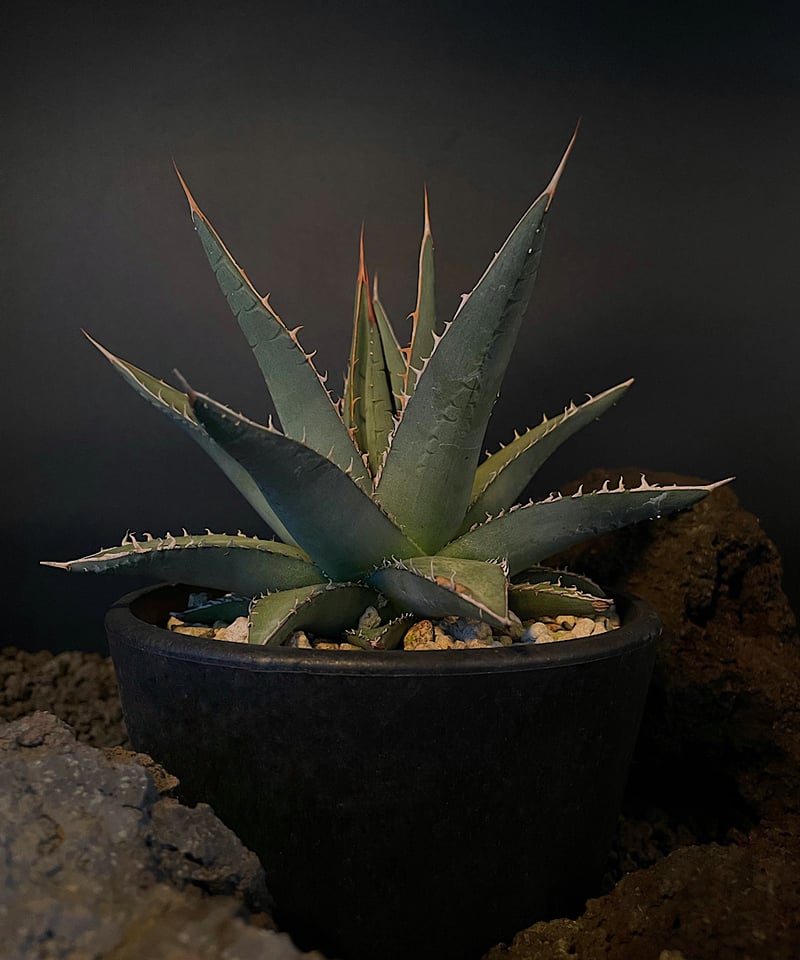 アガベ　帝釈天　パープソラム　超大株 アガベ パープソラム 帝釈天