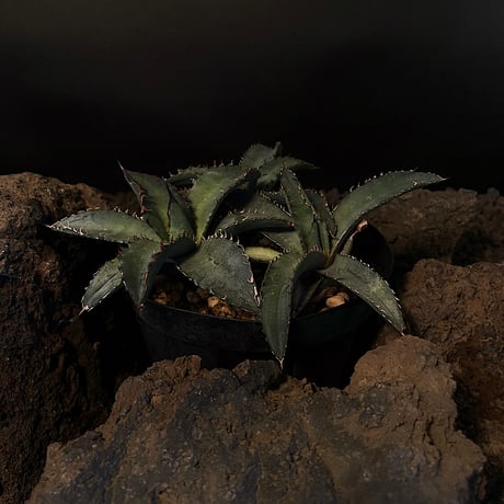 アガベチタノタライオンズメーン | STORES