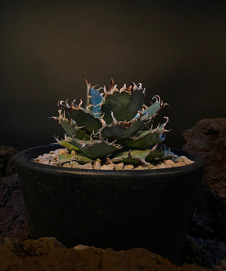 ❁多肉植物ぼのぼのさん苗チェリーボンボン（ポット発送札付き）