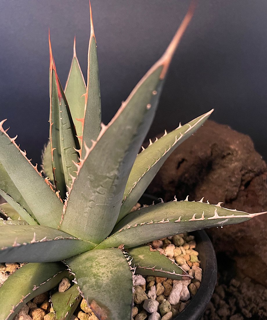 アガべ パープソラム 帝釈天 #2 | GREENMAN ONLINE SHOP