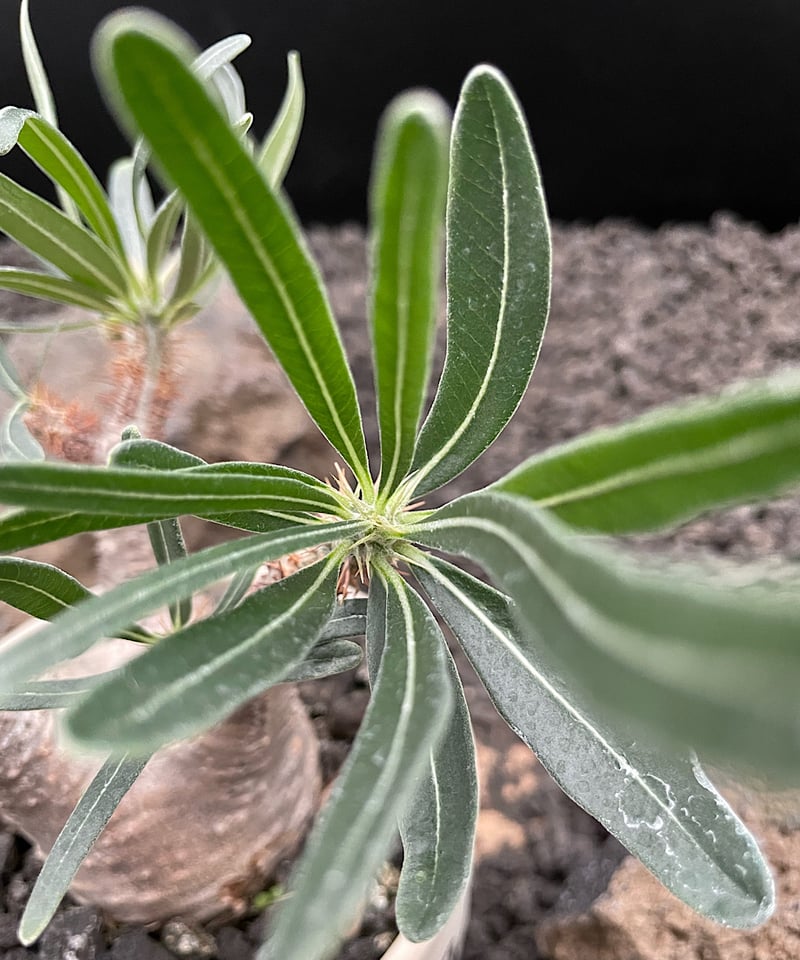 パキポディウム グラキリス #16 | GREENMAN ONLINE SHOP