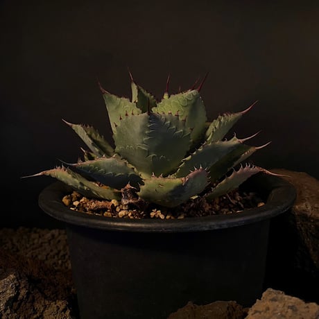 agavepotatorum | STORES